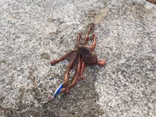 ジギングで・・・タコ。