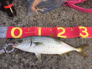 お久しぶりのツバス