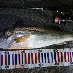 台風後の荒れた海にて