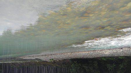 濁った古座川で鮎数尾・・・