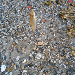 チョイ投げのキス釣り