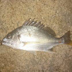 さくっとチニング