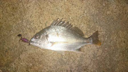 さくっとチニング