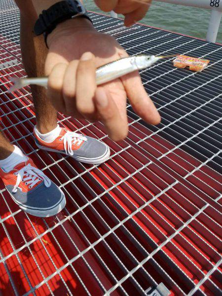 のんびりサビキ