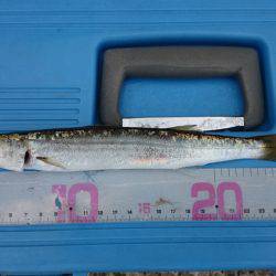 ソウダガツオ！