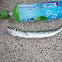 深日港周辺の調査