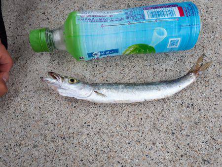 深日港周辺の調査