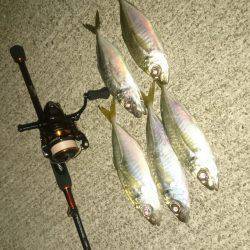 今日～も アジング