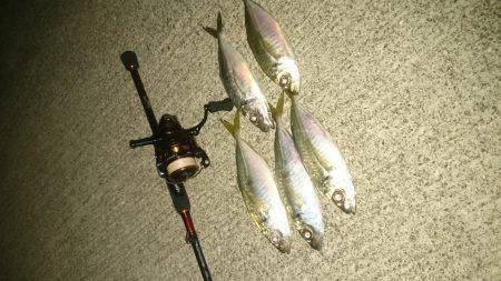 今日～も アジング