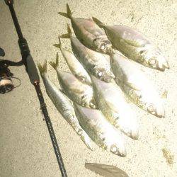 今日～も アジング  3