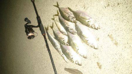 今日～も アジング  3