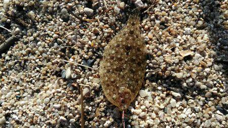 この時期にキス狙い