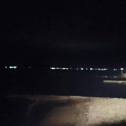 ひさびさアオリイカ