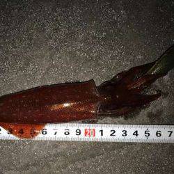 娘のケンサキ釣りデビュー