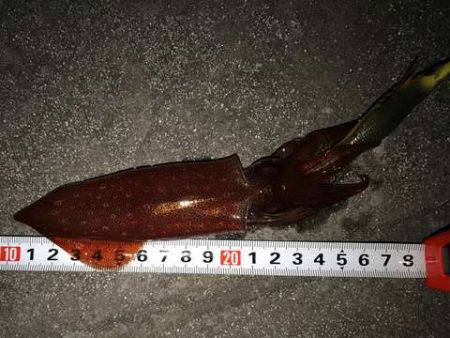 娘のケンサキ釣りデビュー