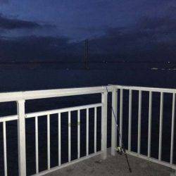 今年もやって来ました、明石のケンサキイカ！