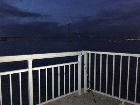 今年もやって来ました、明石のケンサキイカ！