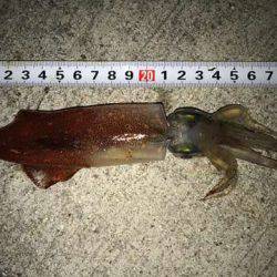 台風後のケンサキは?