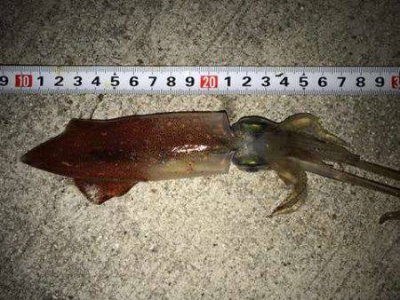 台風後のケンサキは?