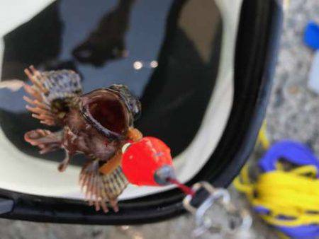 今の時期、昼間はダメ！