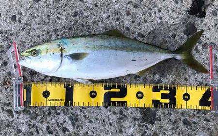 ケンサキからのLSJ