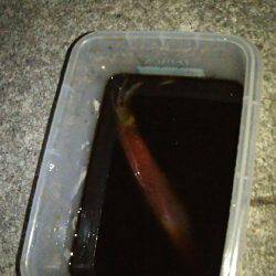 ケンサキ終盤か