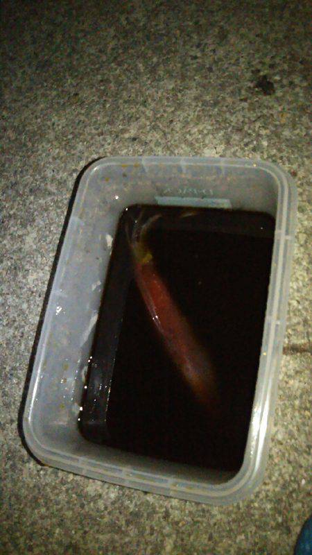 ケンサキ終盤か