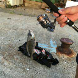 ハゼ釣り