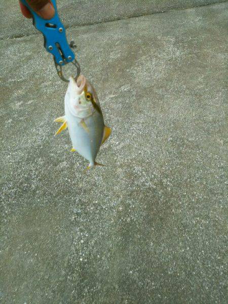 小型青物の回遊