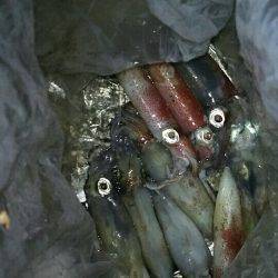 ライトエギング