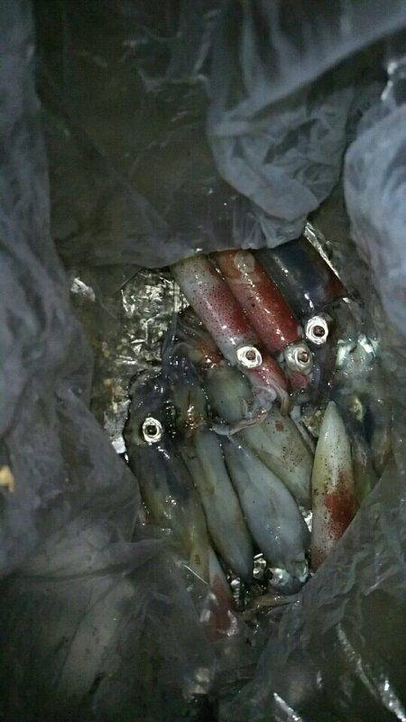 ライトエギング