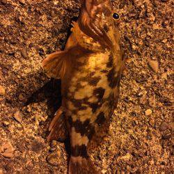 新宮港に行ってきました