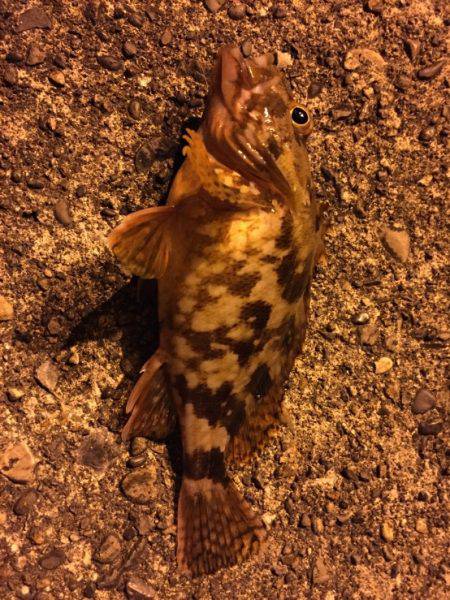 新宮港に行ってきました