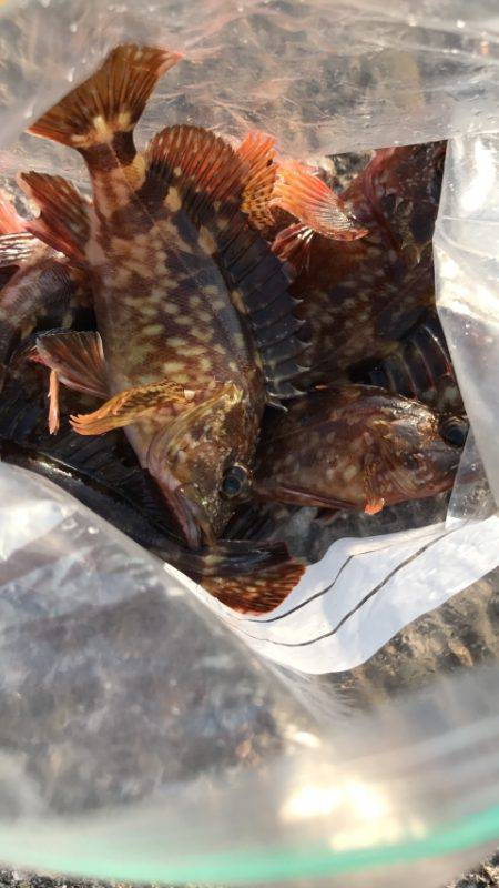 リベンジ穴釣り