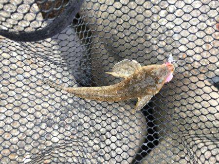 久々の谷川漁港