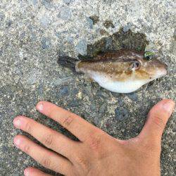 初！三重県南部の調（釣）査w