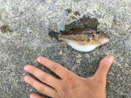 初！三重県南部の調（釣）査w