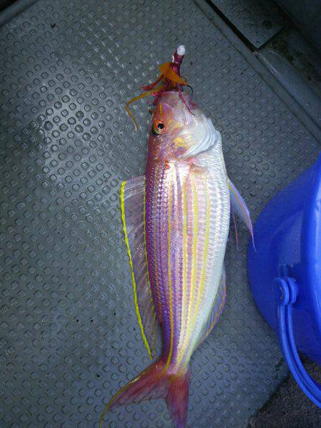 オールナイト釣行