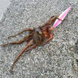 先週に引き続き、沖堤で朝練！