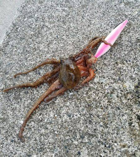 先週に引き続き、沖堤で朝練！