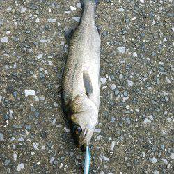 シーバスゲーム