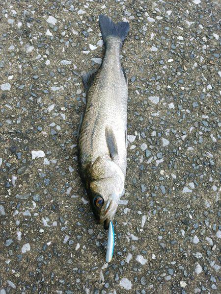 シーバスゲーム