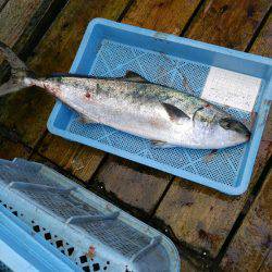 田尻で青物祭り