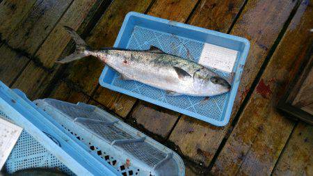 田尻で青物祭り