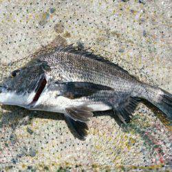 激暑でもチヌ釣り！