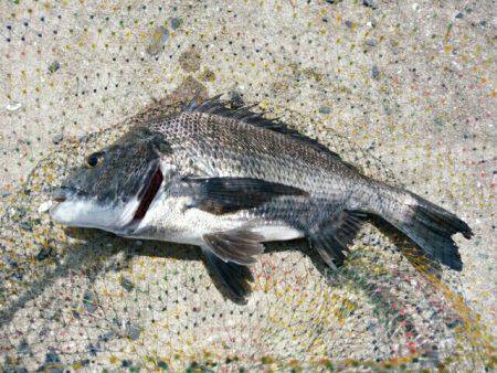 激暑でもチヌ釣り！