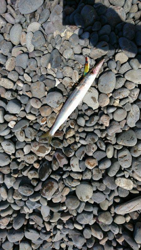 カマスしか・・・