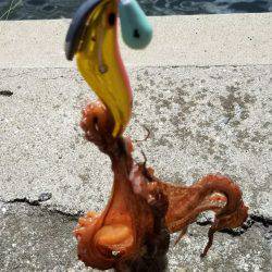 週末恒例朝タコ！