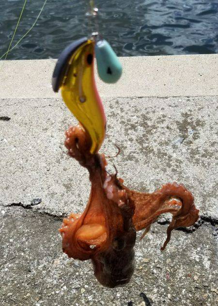 週末恒例朝タコ！