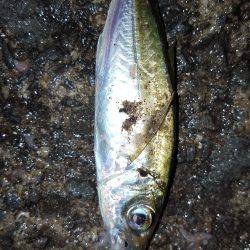 お盆でエギング！